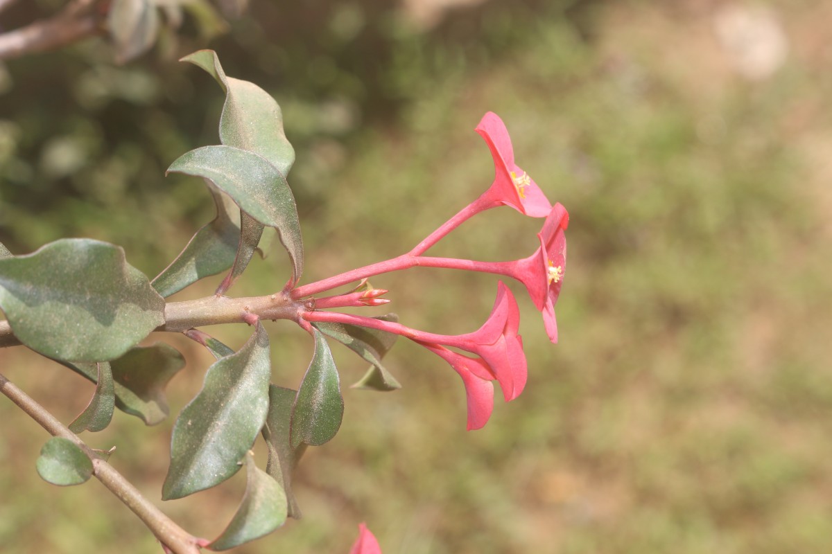 Euphorbia geroldii Rauh